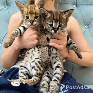 Boys and Girls Savannah Kittens | PostAds PH