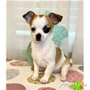 chihuahua puppies | PostAds PH