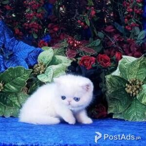 british shorthair | PostAds PH