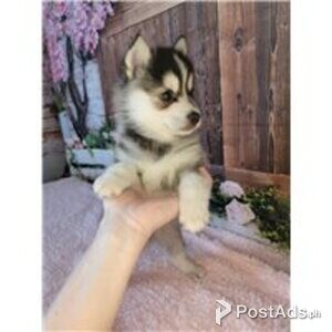 pomsky puppies | PostAds PH