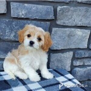 cavachon puppies | PostAds PH