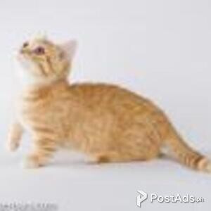 munchkin kitten | PostAds PH