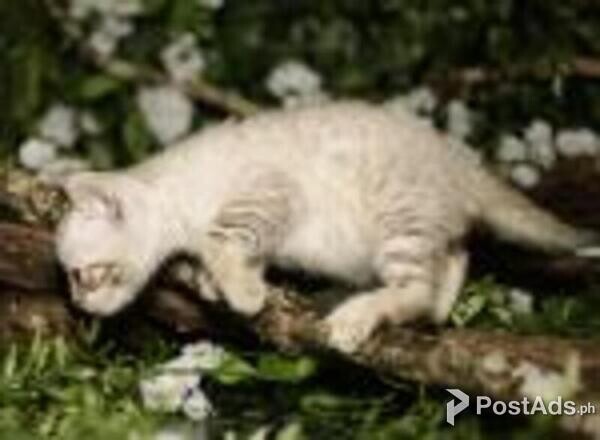 bengal kittens available