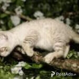 bengal kittens available | PostAds PH