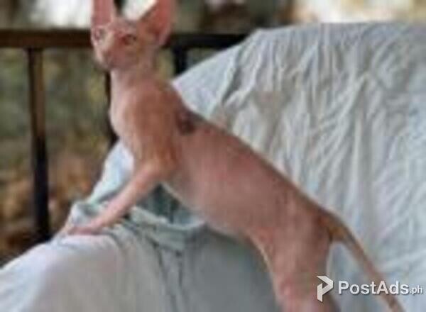 sphynx kittens