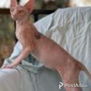 sphynx kittens | PostAds PH