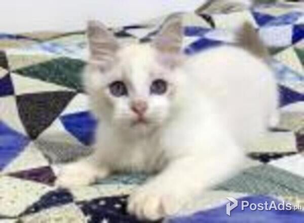 ragdoll kittens 