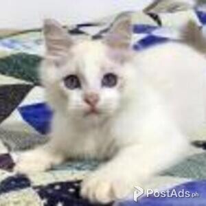 ragdoll kittens | PostAds PH