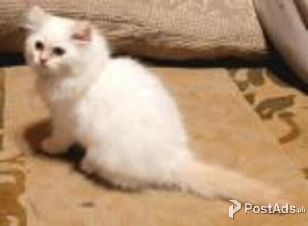 himalayan kittens
