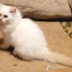 himalayan kittens | PostAds PH