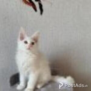 charming maine coon | PostAds PH