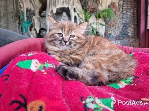 Quality Female Persian Kitten Big Boned 
