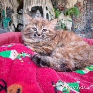 Quality Female Persian Kitten Big Boned | PostAds PH