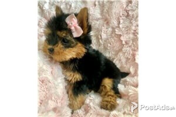 yorkshire terrier puppies