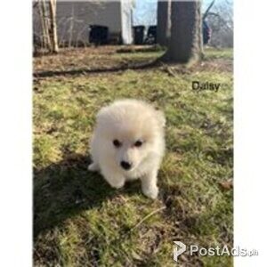 pomeranian puppies | PostAds PH