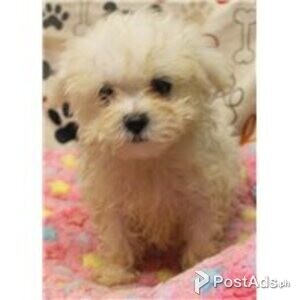 maltese puppies | PostAds PH