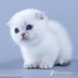 munchkin kitten | PostAds PH