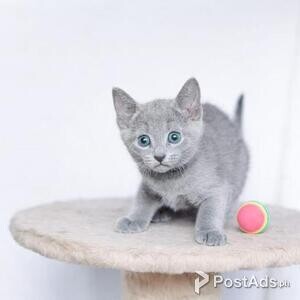 russian blue kitten | PostAds PH