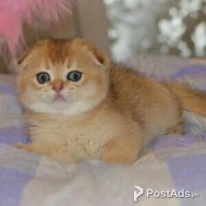 scottish fold | PostAds PH