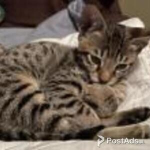 savanna kittens | PostAds PH