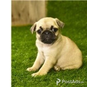 pug puppies | PostAds PH