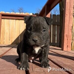 American Bullies | PostAds PH
