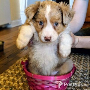 Australia Shepherd puppys | PostAds PH