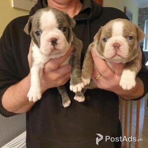 Boston terrier puppies | PostAds PH