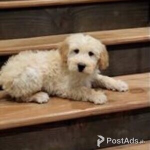 goldendoodle | PostAds PH