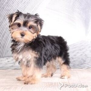 yorkshire terrier | PostAds PH