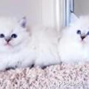 siberian kittens | PostAds PH