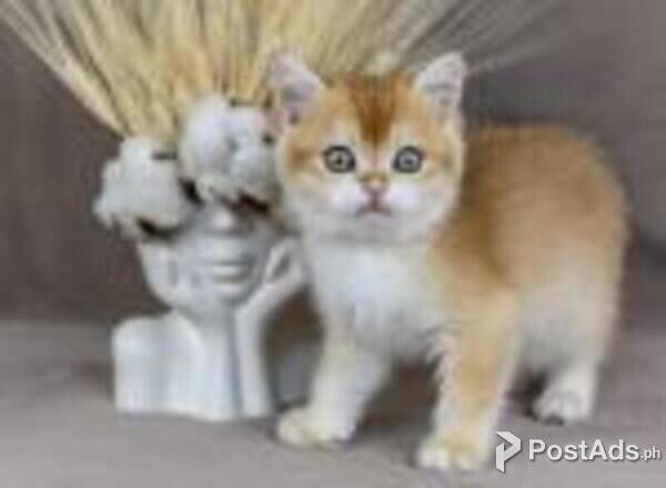 scottish straight kittens