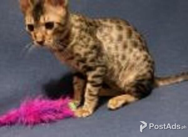 savanna kittens
