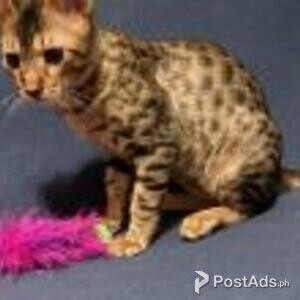 savanna kittens | PostAds PH