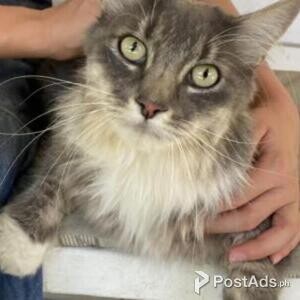 manx kittens | PostAds PH