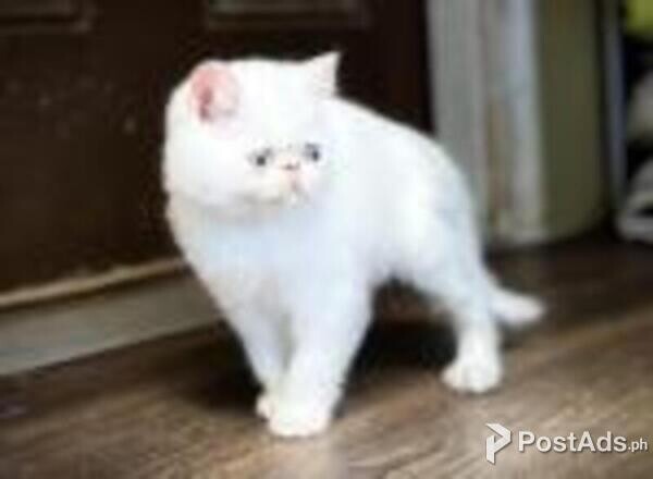 exotic shorthair