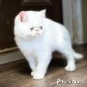 exotic shorthair | PostAds PH