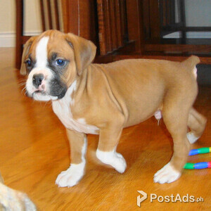 active Beautiful Boxer puppies | PostAds PH