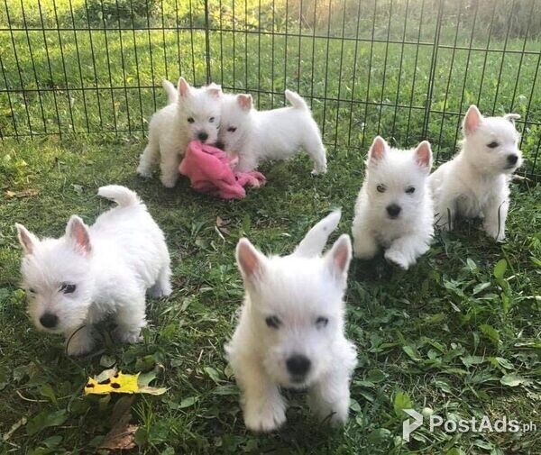playful Westie Pups Looking For Homes