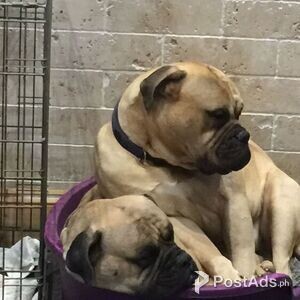 drooly bull mastiff pups | PostAds PH