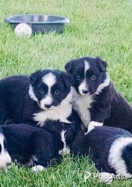 active border collie puppies