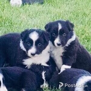 active border collie puppies | PostAds PH