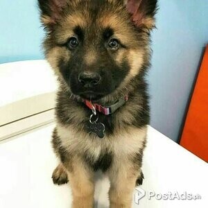 playful German Shepherd puppies | PostAds PH