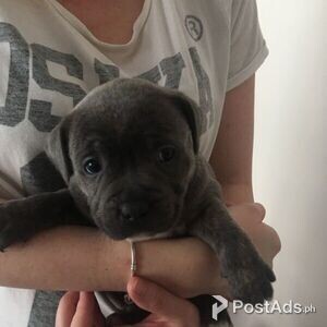 drooly staffordshire terrier pups | PostAds PH