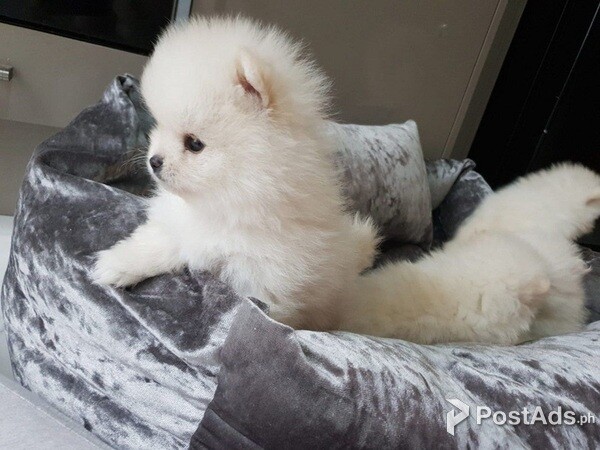 playful pomeranian puppies
