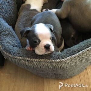 Adorable boston terrier pups | PostAds PH