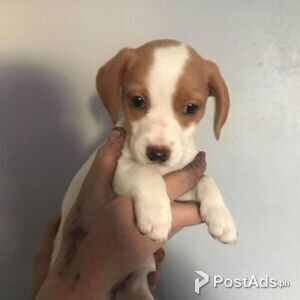 eager-to-please Beagle puppies | PostAds PH