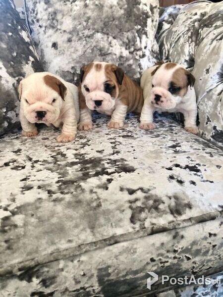 crate-trained english bulldog pups