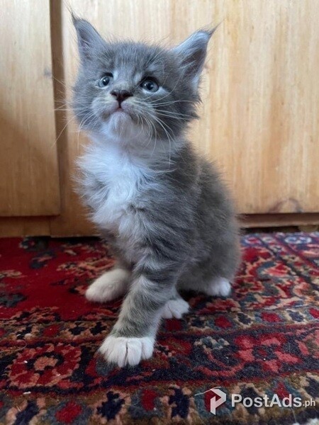 Pedigree Charming Maine coon Kittens