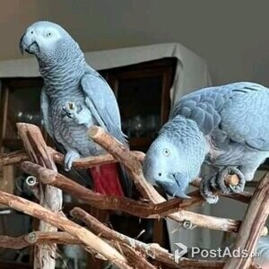 Gray Birds | PostAds PH